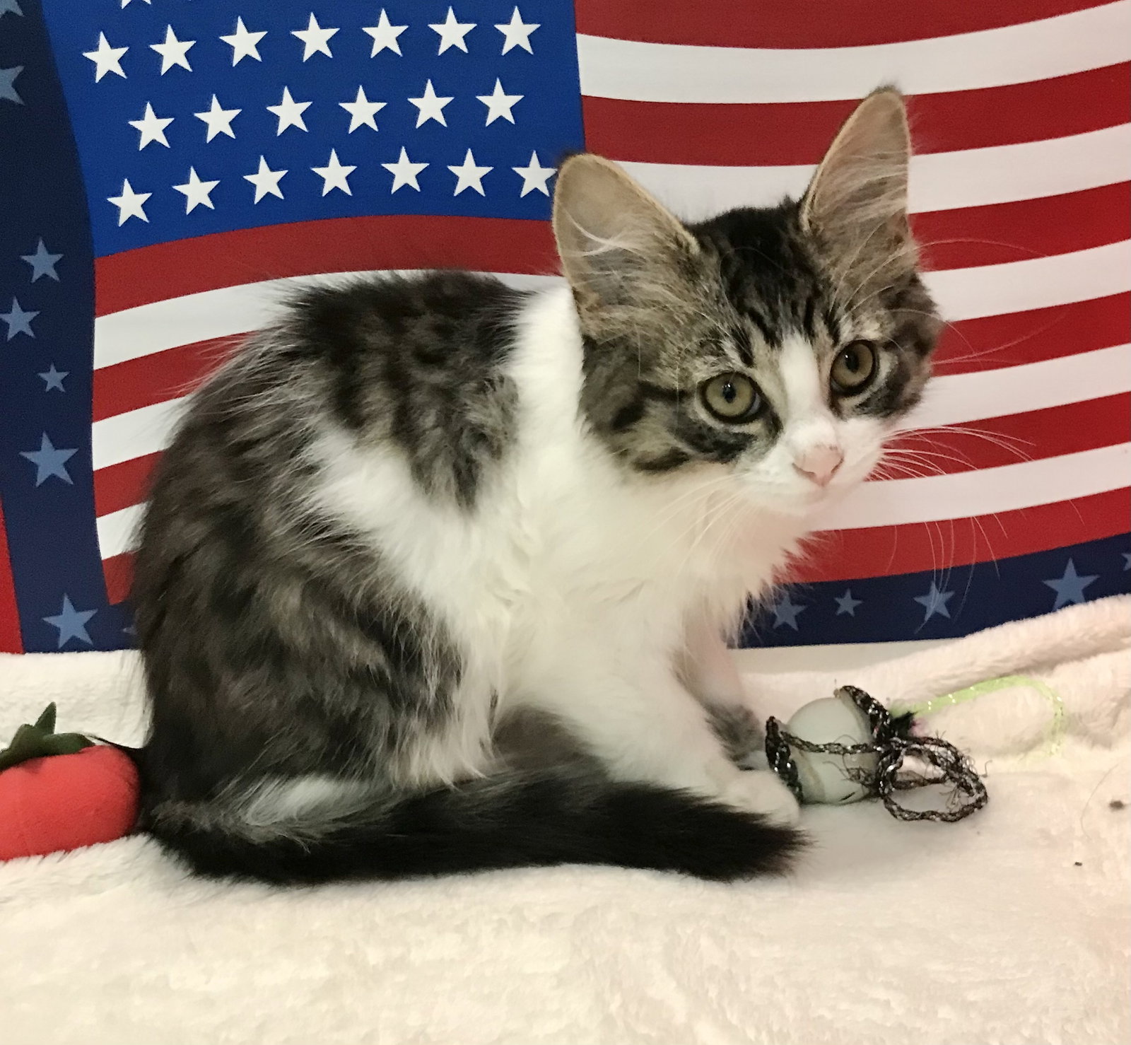 Cats for Adoption in Green Meadows, Ohio Alpha Paw