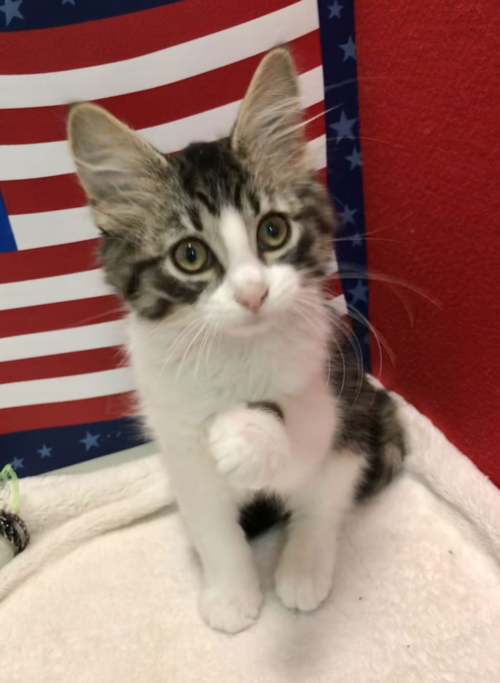 Cats for Adoption in Green Meadows, Ohio | Alpha Paw