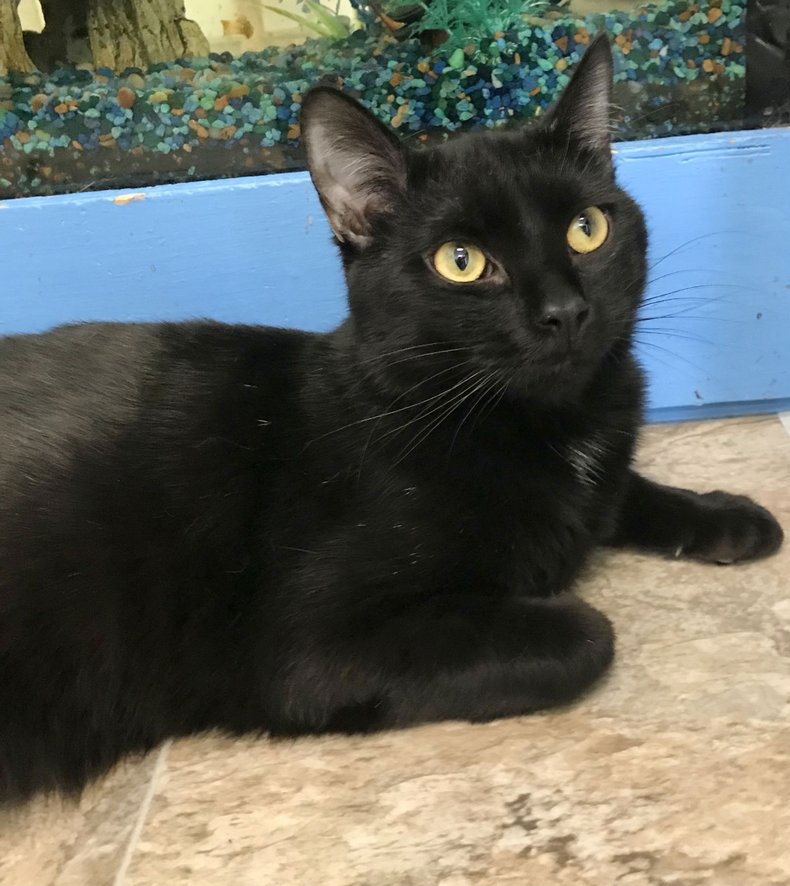 adoptable Cat in Dublin, OH named Waltzer