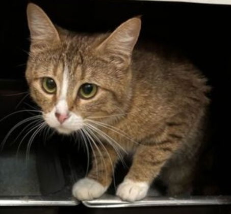 adoptable Cat in Dublin, OH named Duchess