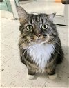 adoptable Cat in  named Maybelline