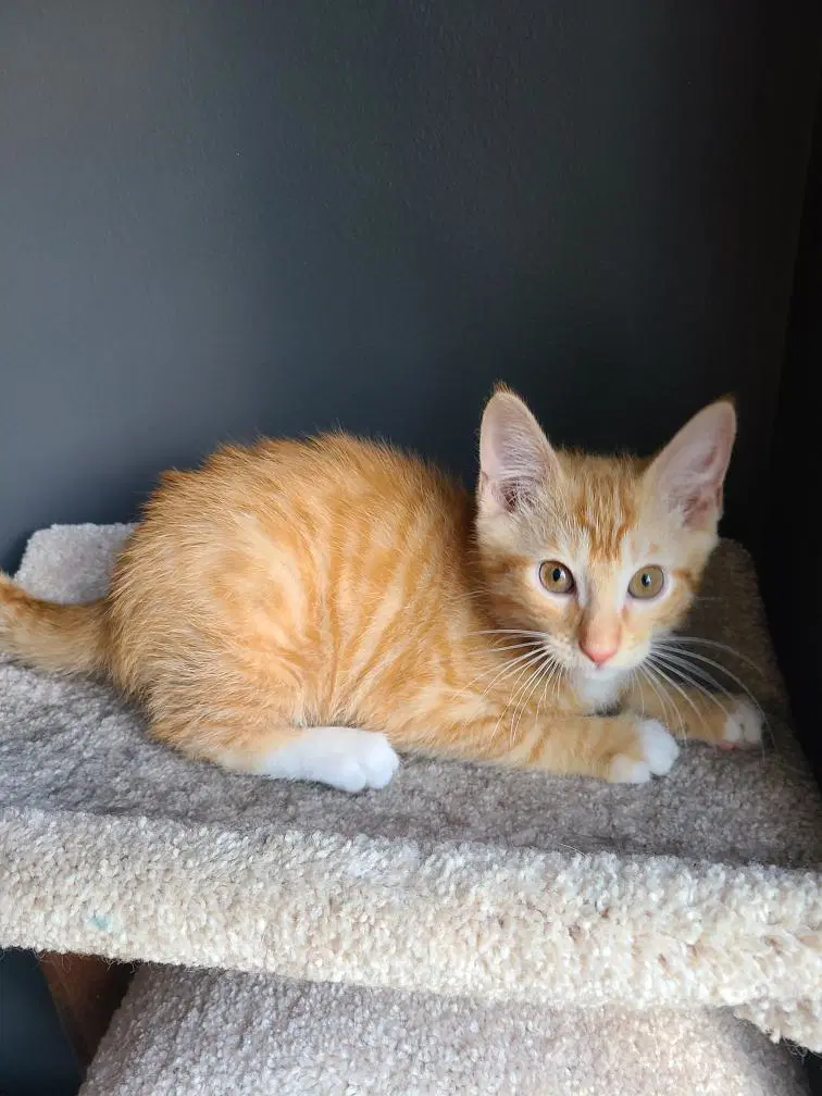 Xavier - Domestic Medium Hair