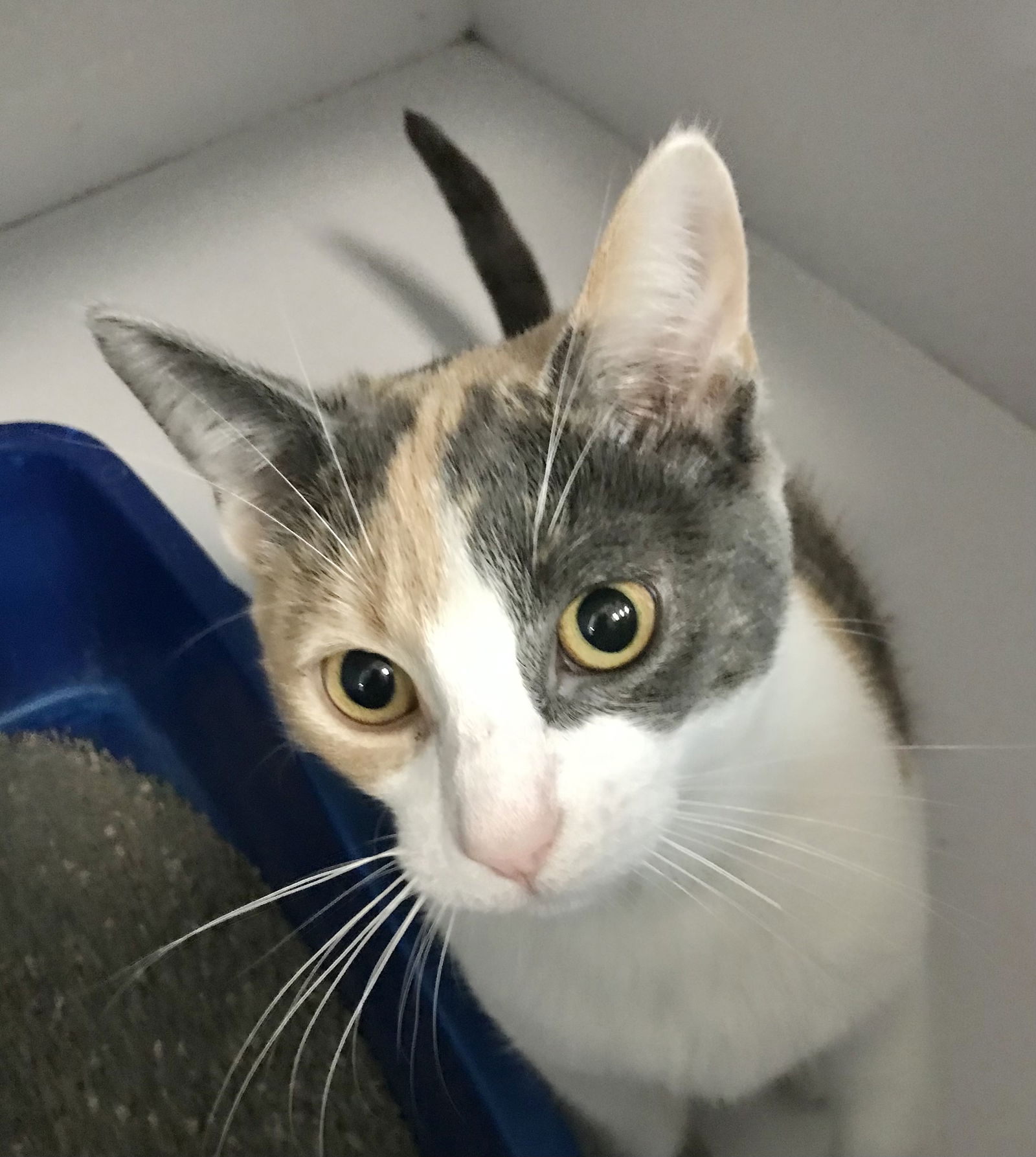 adoptable Cat in Dublin, OH named Buttercup