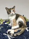 adoptable Cat in  named Lola