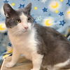 adoptable Cat in dublin, OH named Gordito