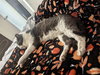 Gordito - Photo 8