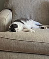 Gordito - Photo 6