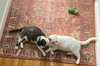 Gordito - Photo 7