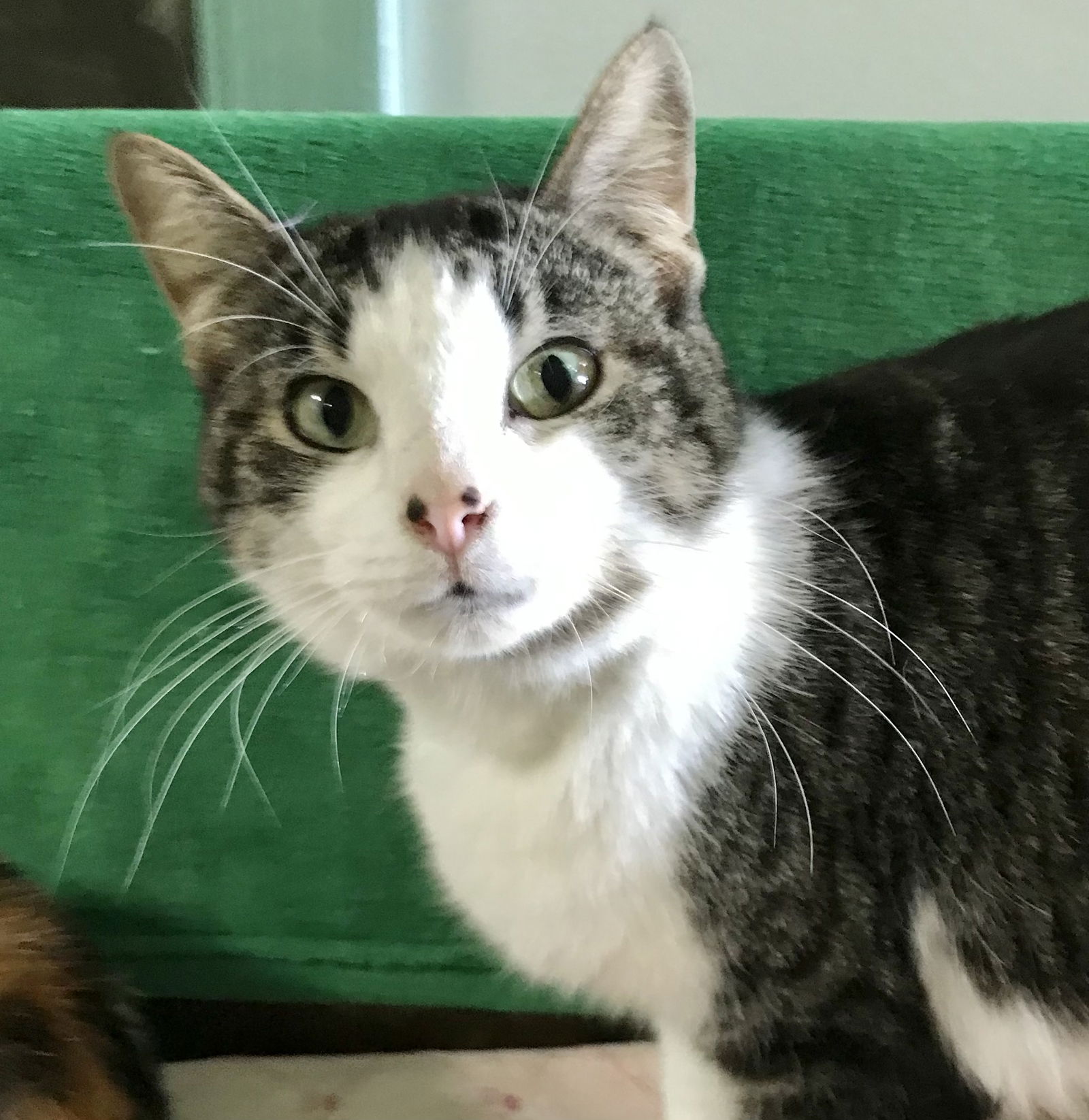 adoptable Cat in Dublin, OH named Geranium