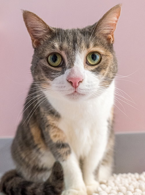 Leela - KBC, an adoptable Dilute Calico in Dublin, OH