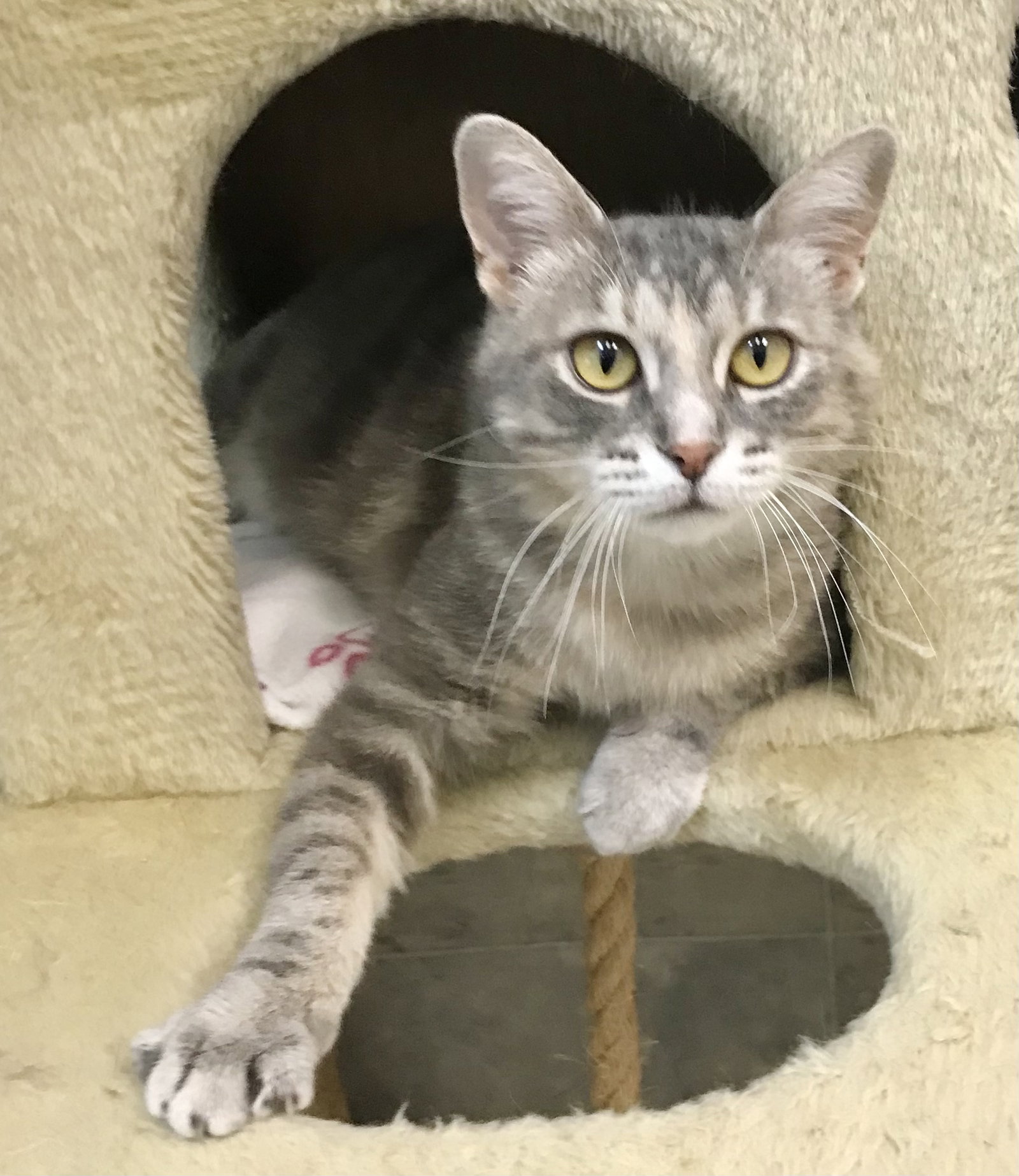 Cats for Adoption in Dublin, Ohio Alpha Paw