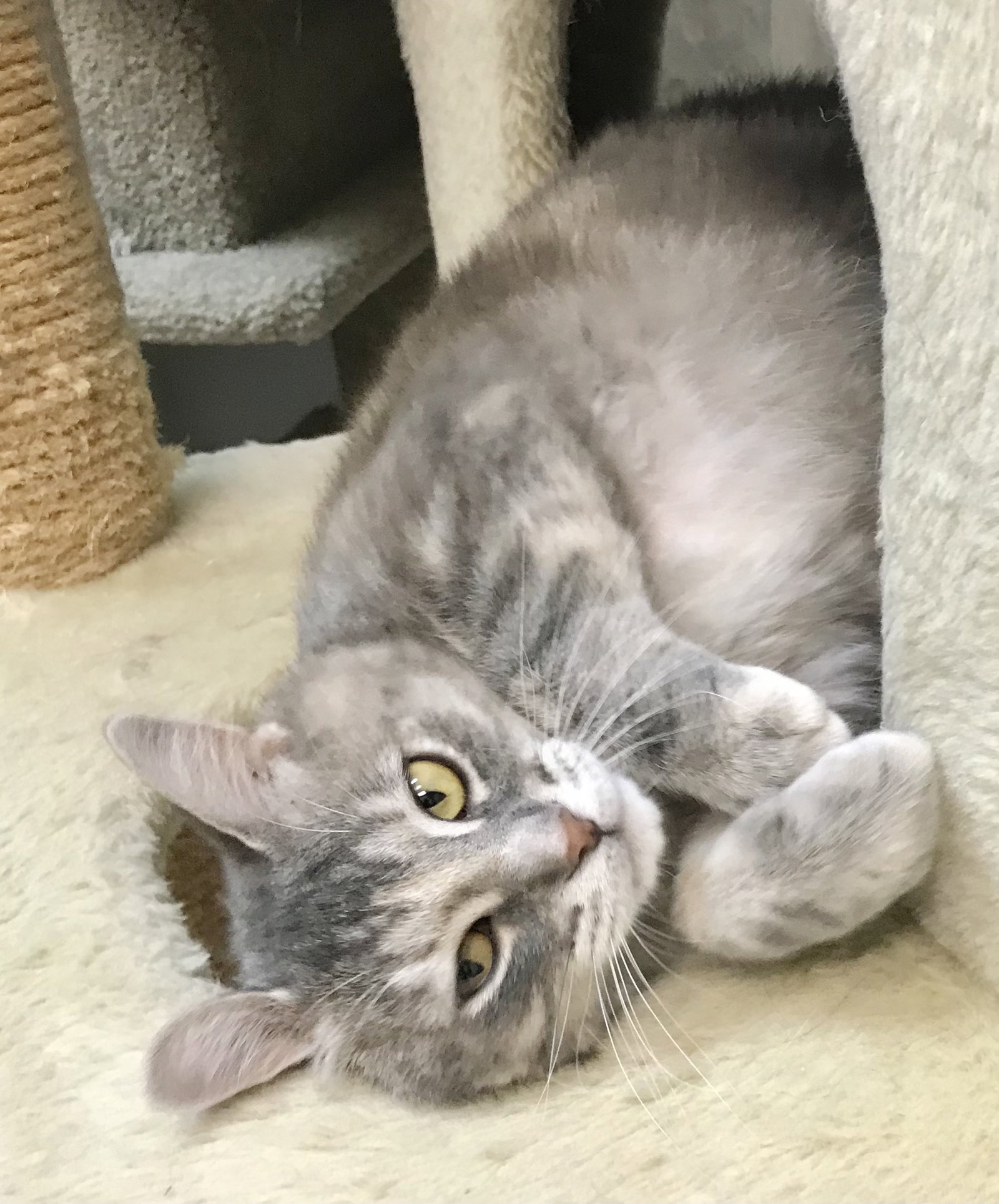 Cats for Adoption in Dublin, Ohio Alpha Paw