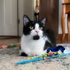 adoptable Cat in  named Clubs