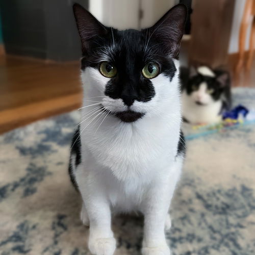 picture of the cat needing adoption