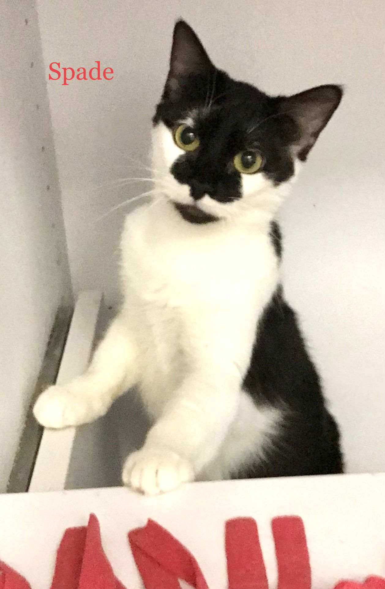 adoptable Cat in Dublin, OH named Spade