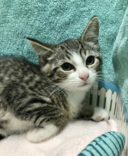 Debussy, Adult Tabby / Mixed (short coat), cat for adoption in Grove City, Ohio