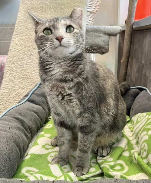 picture of the cat needing adoption