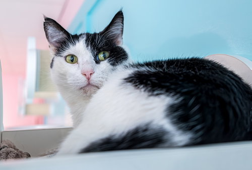 MOCKTAIL - KBC - Domestic Short Hair available for adoption