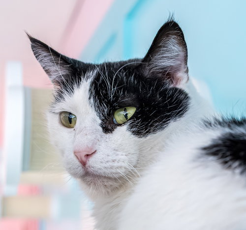 MOCKTAIL - KBC - Domestic Short Hair available for adoption