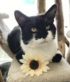 adoptable Cat in Dublin, OH named Tennessee Tuxedo