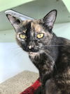 adoptable Cat in Columbus, OH named Carlette