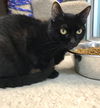 adoptable Cat in Dublin, OH named Canarie