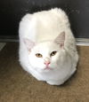 adoptable Cat in Dublin, OH named Bougie