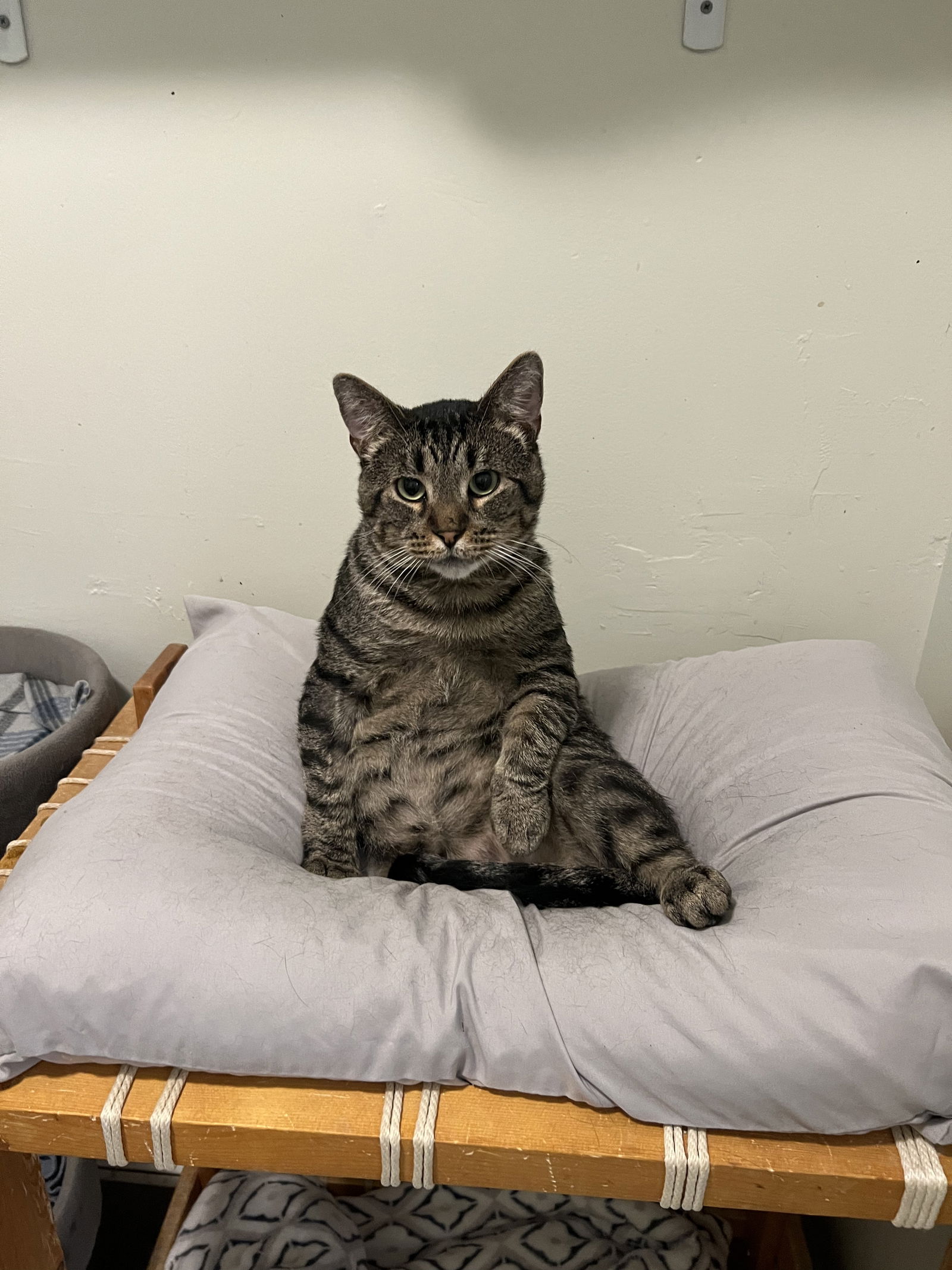 adoptable Cat in Dublin, OH named Patrone