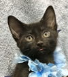 adoptable Cat in Dublin, OH named Scooby