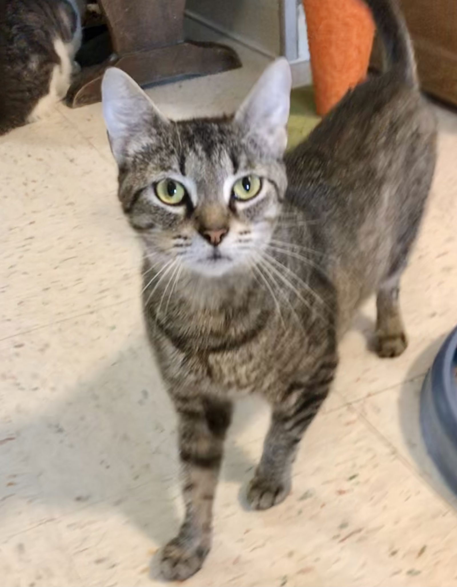 Cat adoption in Columbus, OH 43216: Tabby / Domestic Short Hair / Mixed ...