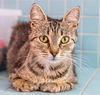 adoptable Cat in Columbus, OH named Sally - KBC