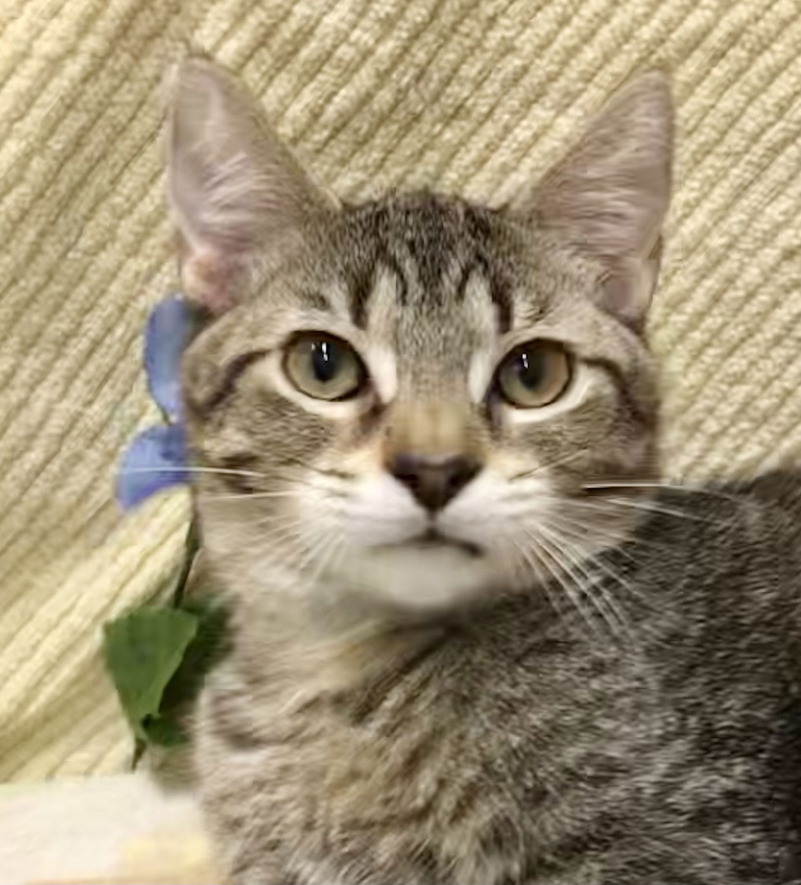 adoptable Cat in Columbus, OH named Jasper