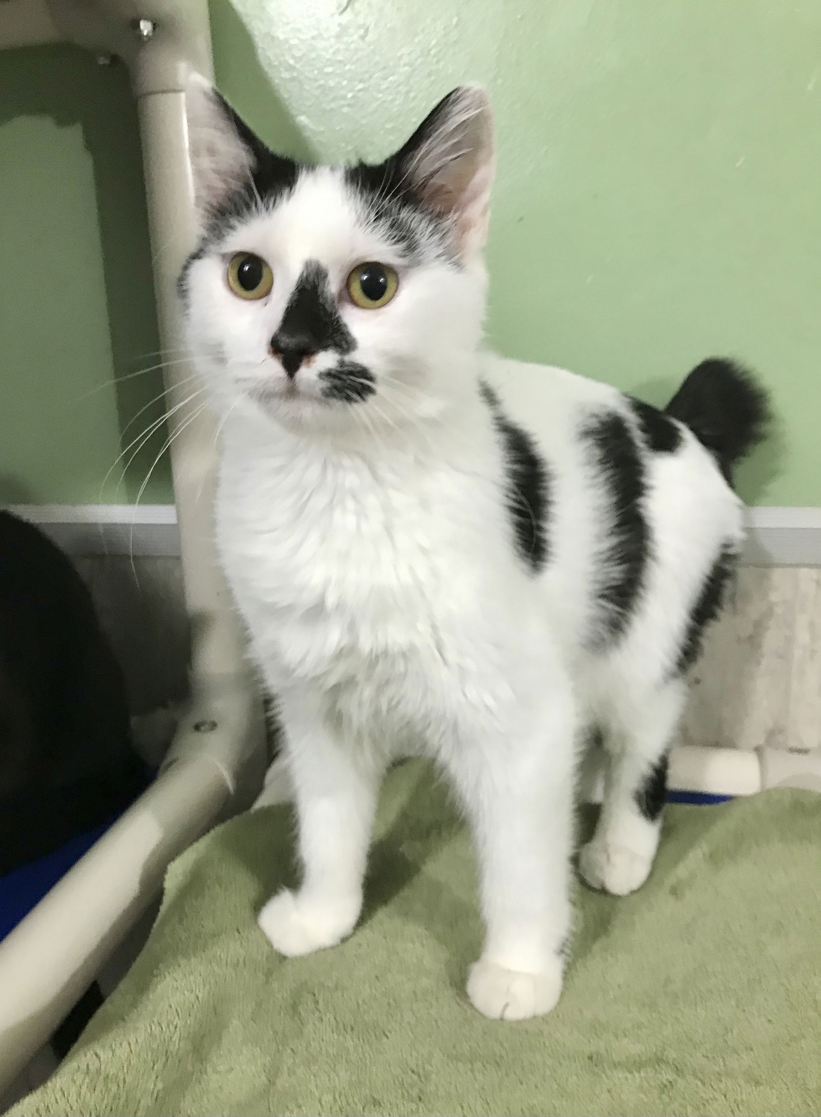 adoptable Cat in Dublin, OH named Eggo