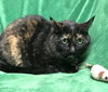 Lucy - Photo 4