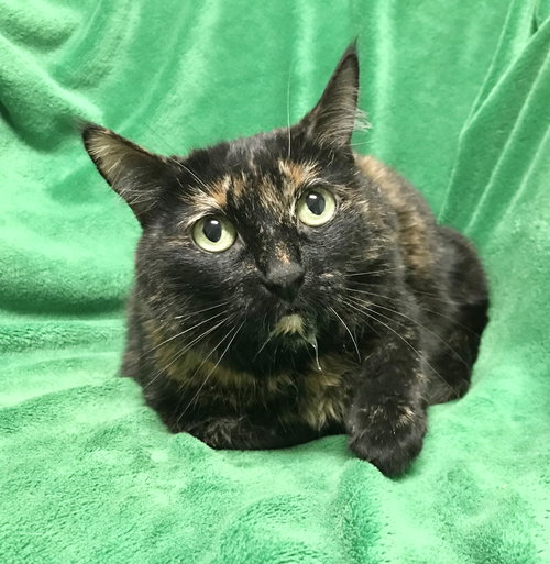 LUCY - Tortoiseshell / Domestic Short Hair available for adoption
