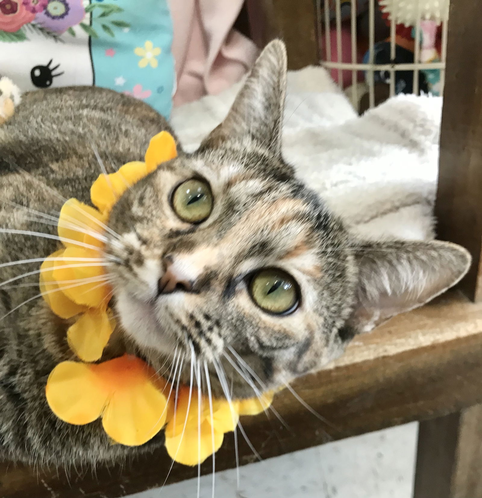 adoptable Cat in Dublin, OH named Pebbles