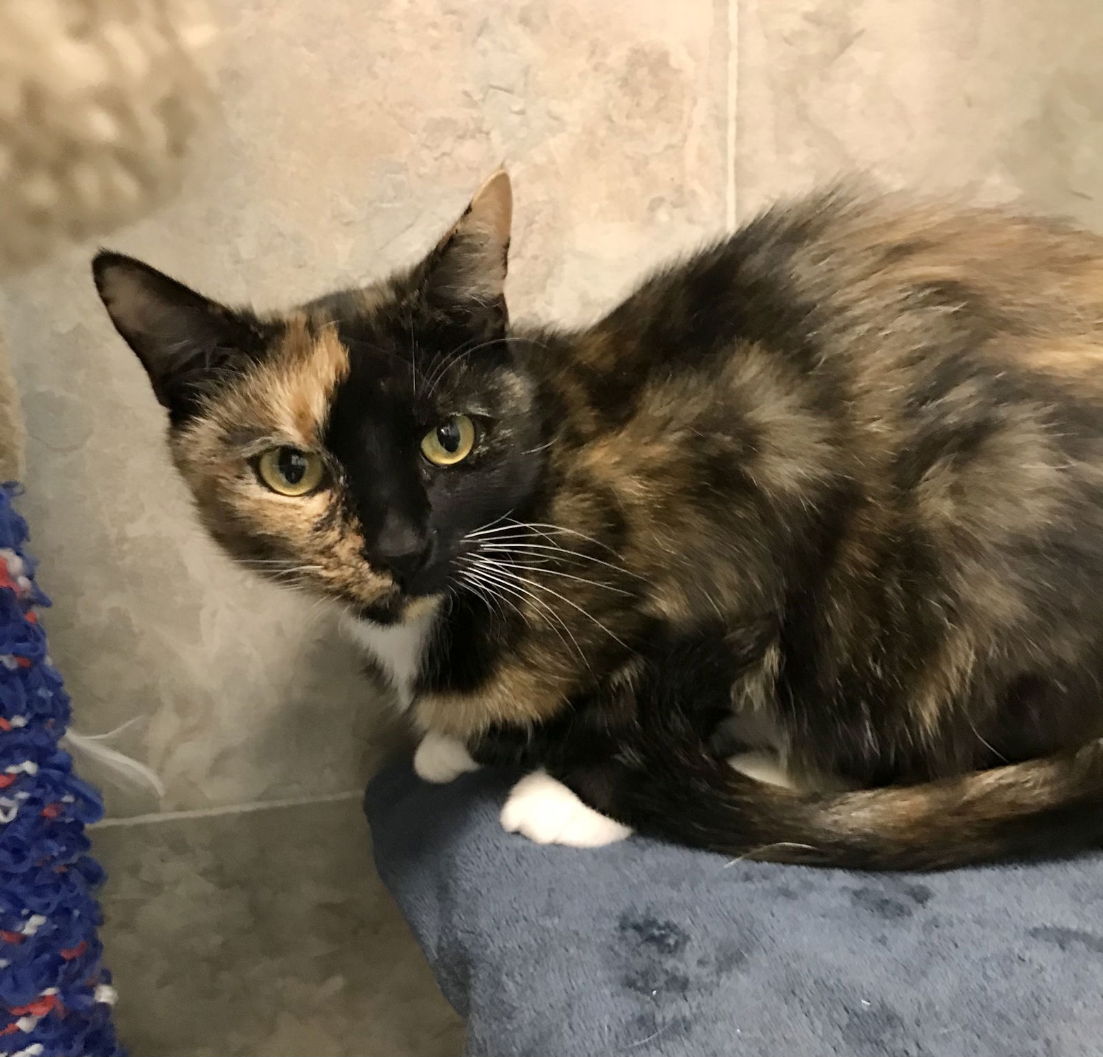 adoptable Cat in Dublin, OH named Umbra