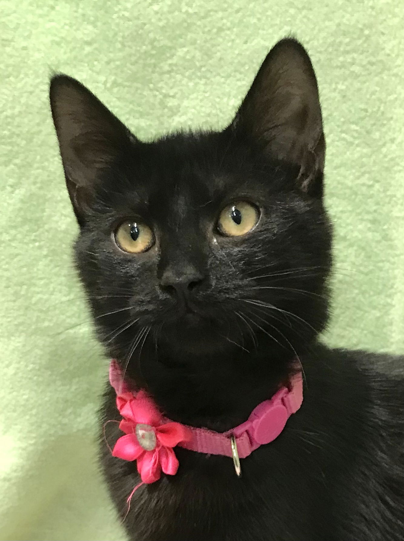 adoptable Cat in Columbus, OH named Obsidian