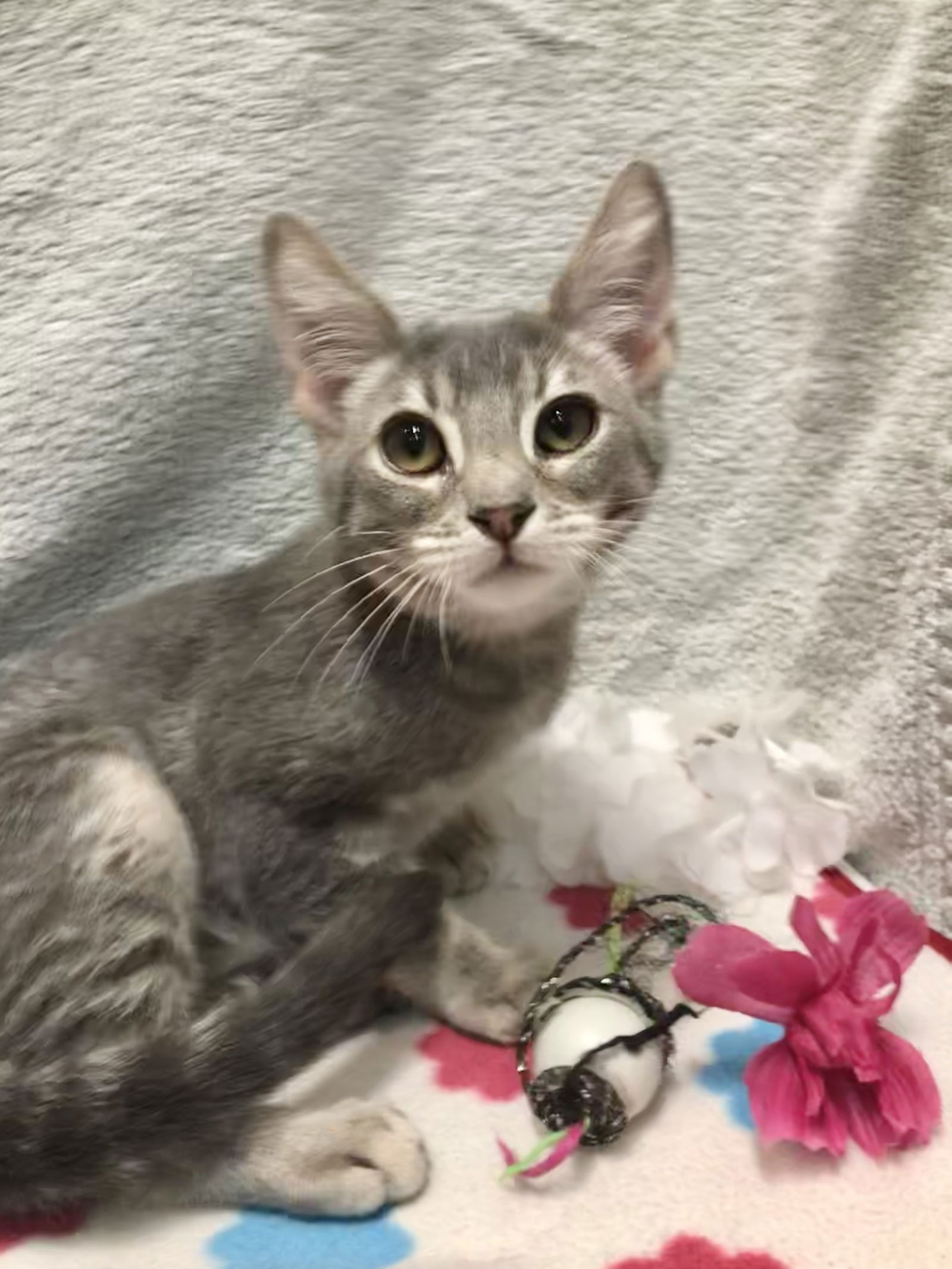 adoptable Cat in Dublin, OH named Ned Stark