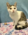 adoptable Cat in , OH named Hyphen