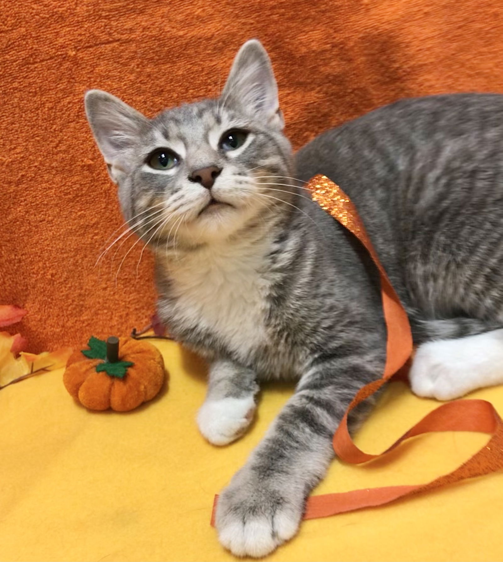 adoptable Cat in Dublin, OH named Horatio