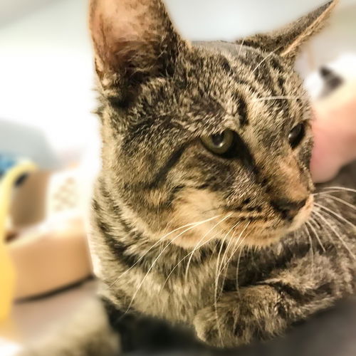 picture of the cat needing adoption