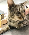 adoptable Cat in , OH named Murtagh