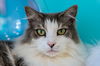 adoptable Cat in , OH named Mira - KBC