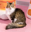 adoptable Cat in , OH named Melanie - KBC