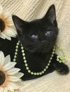 adoptable Cat in , OH named Sorceress