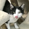 adoptable Cat in , OH named Charlesa