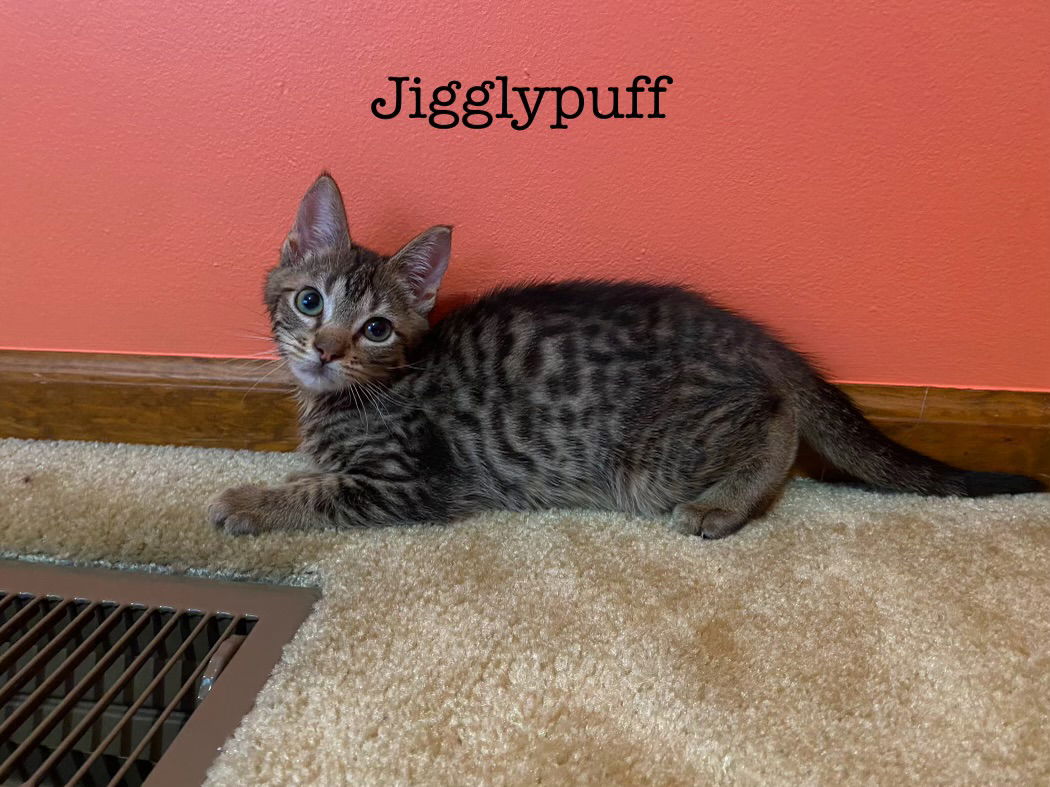 adoptable Cat in Dublin, OH named Jigglypuff