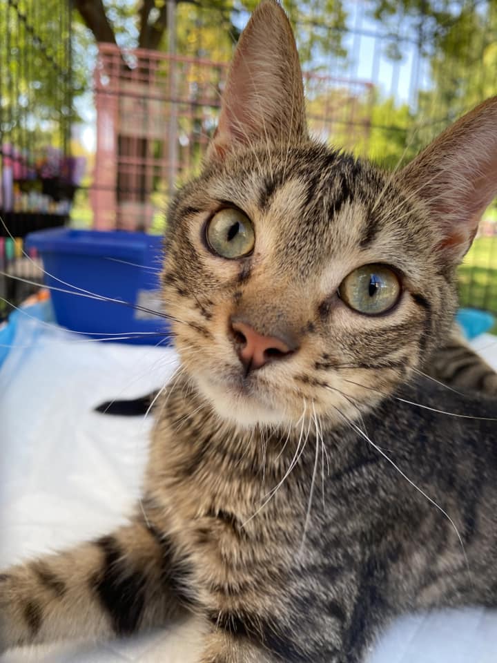 adoptable Cat in Dublin, OH named Jigglypuff