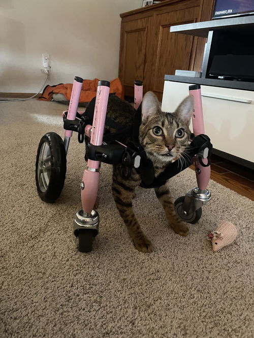 picture of the cat needing adoption